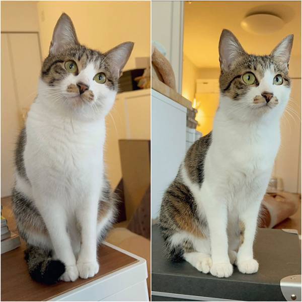 換毛期を迎えた猫　前後を比べた１枚に「笑い止まらん」