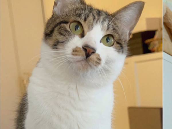 換毛期を迎えた猫　前後を比べた１枚に「笑い止まらん」