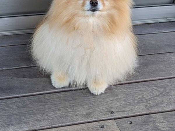 「お分かりいただけるだろうか…」　ポメの写真に「悲鳴上げた」「後ろ、後ろー！」
