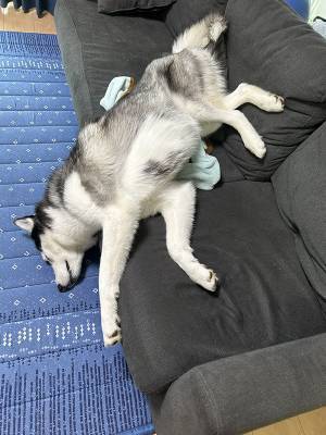 「ハスキーが落ちてた」　トイレから戻ってくると…「そっちかい！」「ある意味１００点」