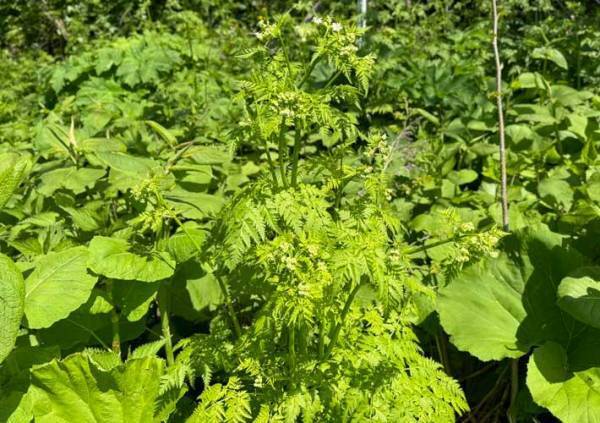 「絶対に食べないで」　赤い斑点がある植物の正体にゾッ！