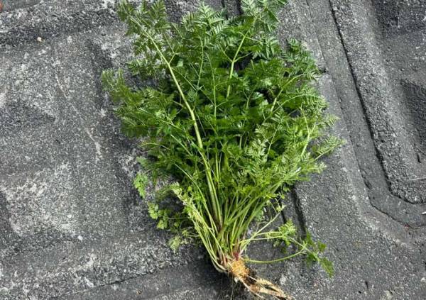 「絶対に食べないで」　赤い斑点がある植物の正体にゾッ！