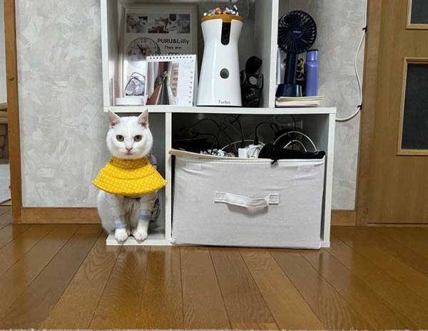 愛猫を探していた飼い主　ふと棚を見ると？　「コレは気付かない」