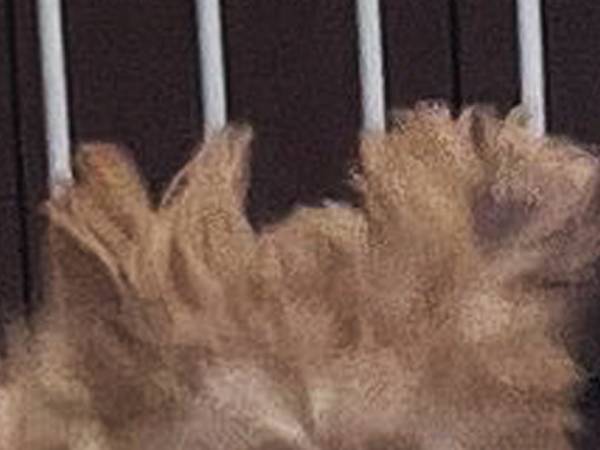 「いつも本気で駆けつけてくれる」　犬の名前を呼ぶと…「これは吹く」「マジだ」