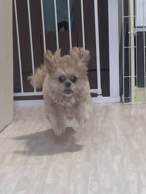 「いつも本気で駆けつけてくれる」　犬の名前を呼ぶと…「これは吹く」「マジだ」