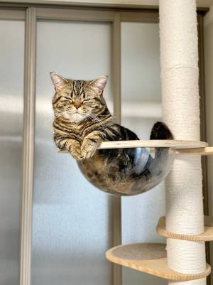 幻の人魚現る！　飼い主が既視感を覚えた、猫の姿が話題