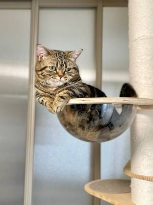 幻の人魚現る！　飼い主が既視感を覚えた、猫の姿が話題