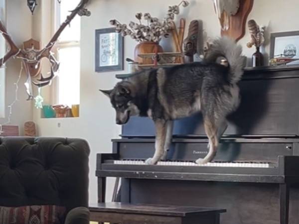 犬が見せた『才能』を１６３万人が絶賛！　ピアノの上に乗ると…？