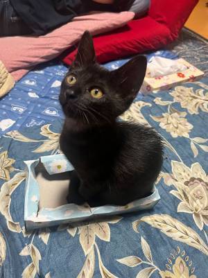 ３万人が注目した、猫のビフォーアフター　「こりゃ驚いた」「びっくり」