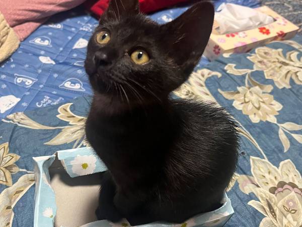 ３万人が注目した、猫のビフォーアフター　「こりゃ驚いた」「びっくり」