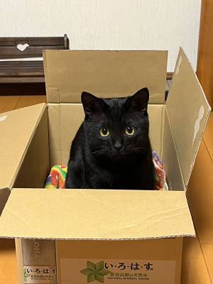 ３万人が注目した、猫のビフォーアフター　「こりゃ驚いた」「びっくり」