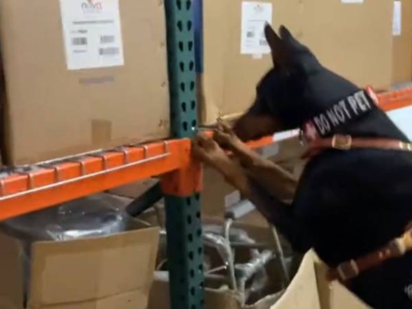 「緊急事態です！」　介助犬が飼い主に助けを求めた理由に「笑った」