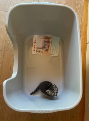 猫用トイレを買うも、まさかのミス！　写真に「家じゃん」「笑みがこぼれた」