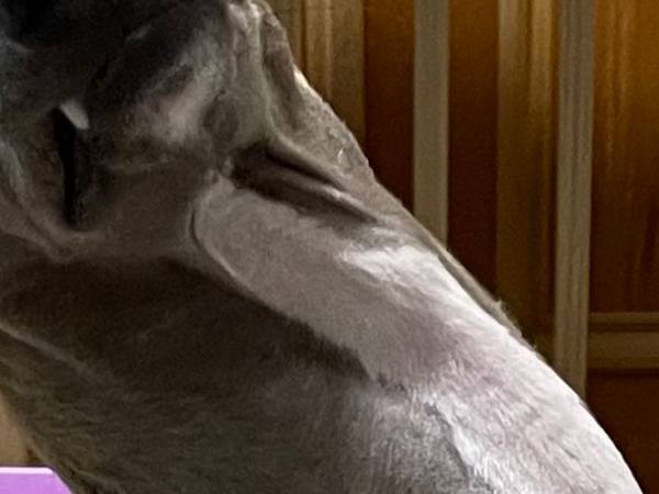 あ～ん？　明らかに不満な犬の表情が、コチラ