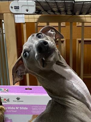 あ～ん？　明らかに不満な犬の表情が、コチラ