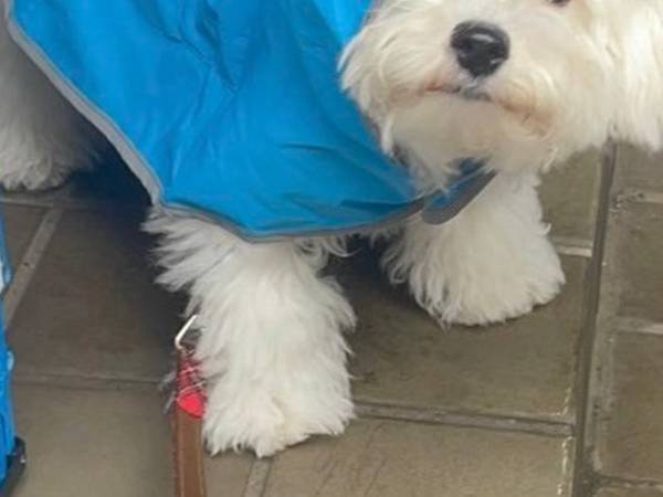 愛犬にカッパを着せた飼い主　『無言の圧力』を感じ、見てみると…？