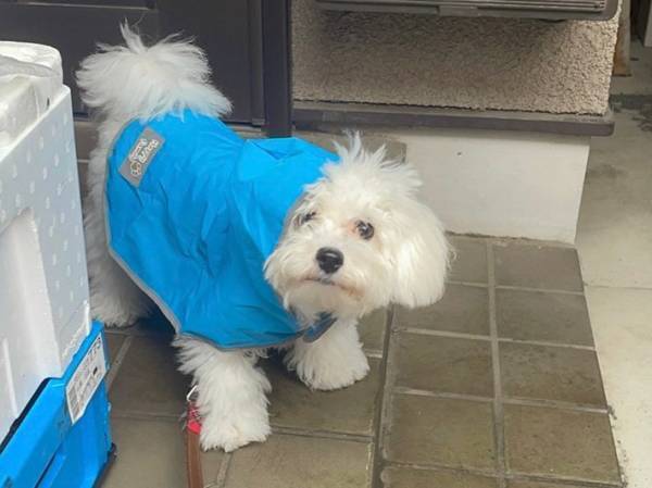 愛犬にカッパを着せた飼い主　『無言の圧力』を感じ、見てみると…？