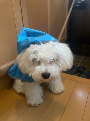 愛犬にカッパを着せた飼い主　『無言の圧力』を感じ、見てみると…？