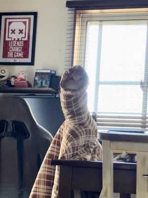 妻「家にネッシーがいた…」　衝撃的な光景に「変な声出た」「マジだ…」