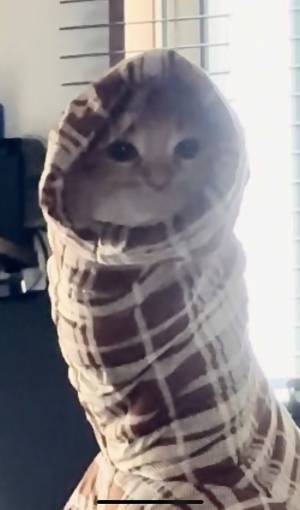 妻「家にネッシーがいた…」　衝撃的な光景に「変な声出た」「マジだ…」