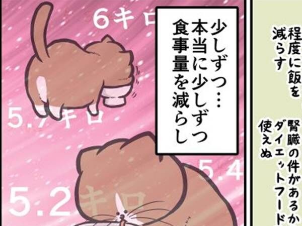 体重６.３kgの猫の腹がヤバイ！　ダイエット後に「笑った」「自分も知らなかった」