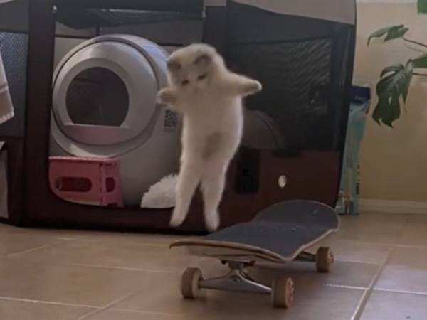 乗りこなしてる！　スケボーを楽しむ子猫が話題に　「かわいすぎる」