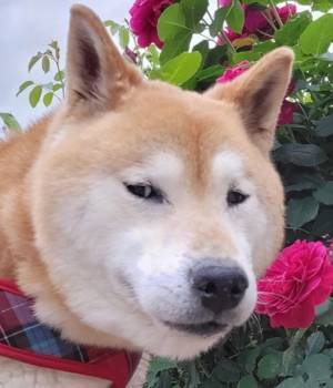 飼い主「なんかごめんね…」　バラ園で撮影した１枚に「吹いた」