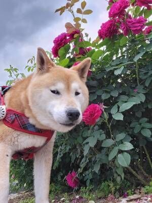 柴犬の写真