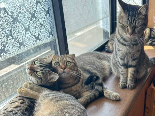 「出窓がある家に住んだら…」　理想と現実に「むしろこれがいい」「天国かよ」