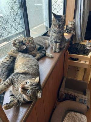 「出窓がある家に住んだら…」　理想と現実に「むしろこれがいい」「天国かよ」