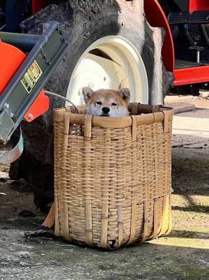 「仕事にならないんだけど！」　思わず手が止まるハプニングに「最高」