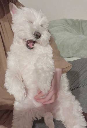 歯みがきを回避したい犬　アピールの表情に「笑った」「演技派」