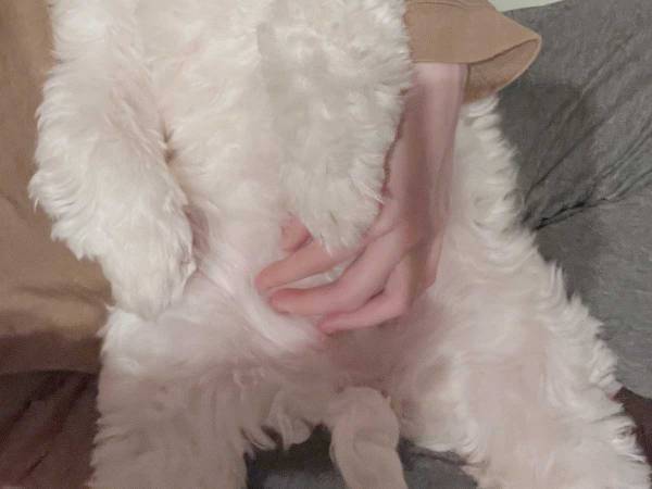 歯みがきを回避したい犬　アピールの表情に「笑った」「演技派」