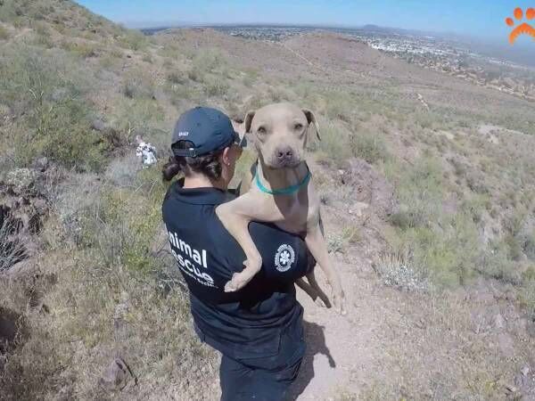Arizona Humane Society