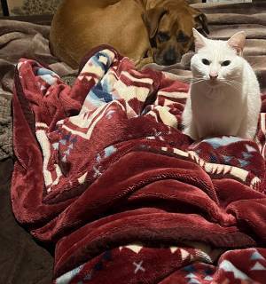 夜中トイレから戻ると、猫の表情が「門限破った時の母親か」