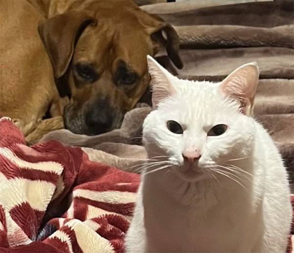 夜中トイレから戻ると、猫の表情が「門限破った時の母親か」