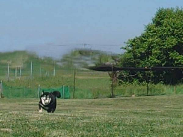 ドッグランに愛犬を連れてきた飼い主　「過ごし方は犬それぞれ」とつぶやいた光景とは
