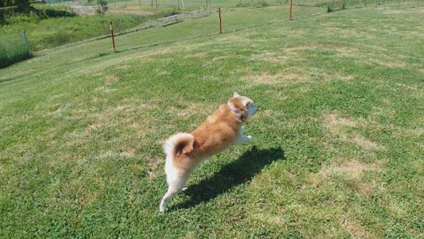 ドッグランに愛犬を連れてきた飼い主　「過ごし方は犬それぞれ」とつぶやいた光景とは