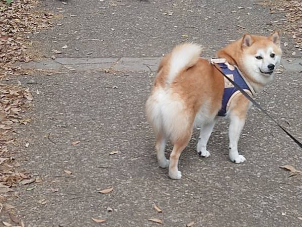 愛犬の背後に広がる光景に、飼い主ツッコミ！　「後ろ、うしろー！」