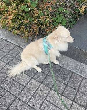 散歩中に寝る犬