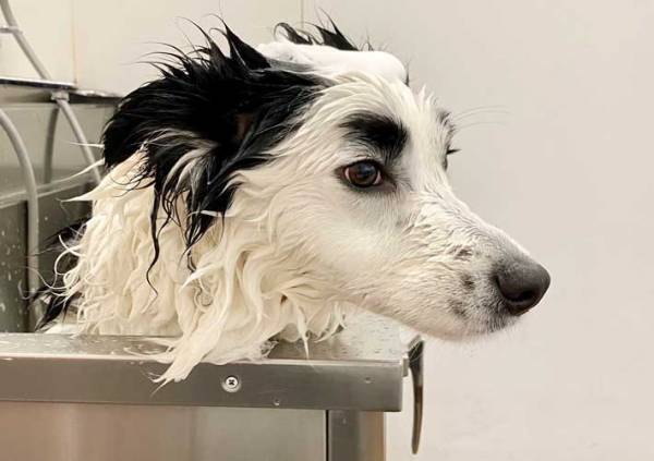 菅田将暉風のイケメン犬、角度を変えると？　「イケメンかと思いきや、え！」