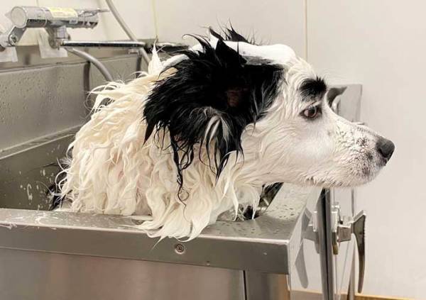 菅田将暉風のイケメン犬、角度を変えると？　「イケメンかと思いきや、え！」