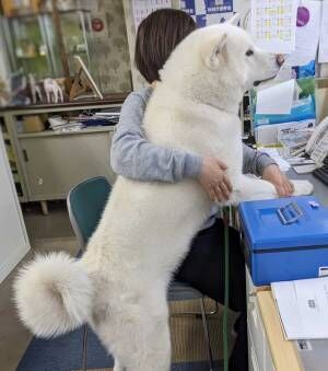 秋田犬の写真