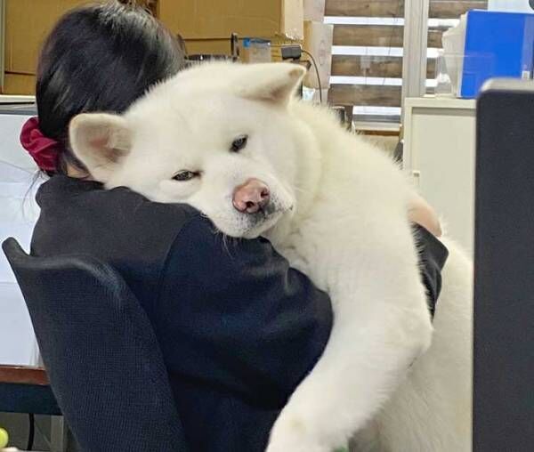 秋田犬の写真