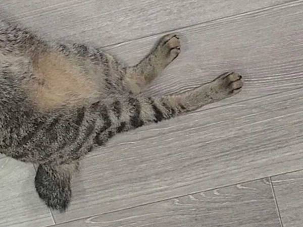 「ご飯食べる？」の呼びかけに、この表情　「全力」「ワロタ」