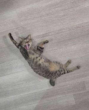 「ご飯食べる？」の呼びかけに、この表情　「全力」「ワロタ」