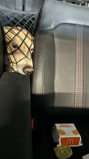 「じーっ…」何かを見つめるゴールデン　視線の先に「そりゃこうなる」