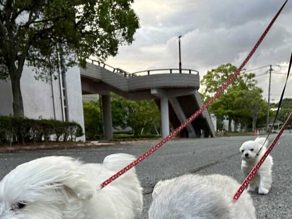 ３匹の愛犬と散歩する飼い主、愛犬のほうを見ると？　「なんか、かっこいい」「地上の星が流れてそう」