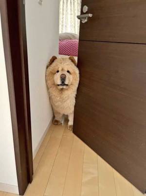 飼い主「見に来たらこうなってた」　犬の様子に「ごめん笑った」「このドジっ子め」