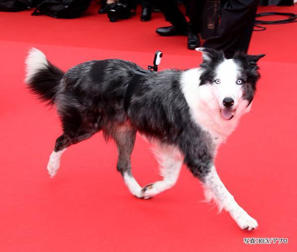 レッドカーペットを歩く犬　その姿に世界から「最高かよ」「なんてオーラだ」